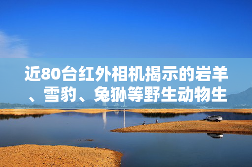 近80台红外相机揭示的岩羊、雪豹、兔狲等野生动物生态观察之旅
