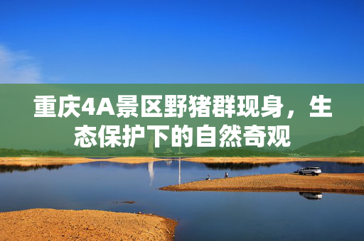 重庆4A景区野猪群现身，生态保护下的自然奇观