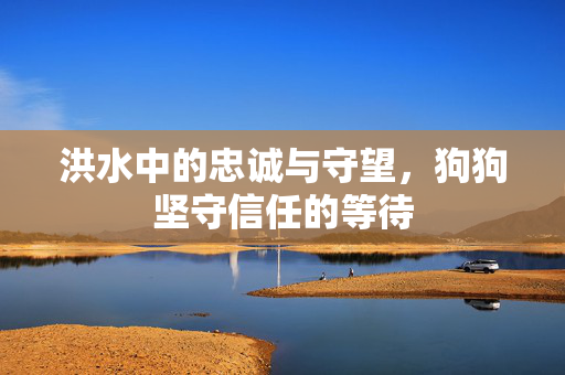 洪水中的忠诚与守望，狗狗坚守信任的等待