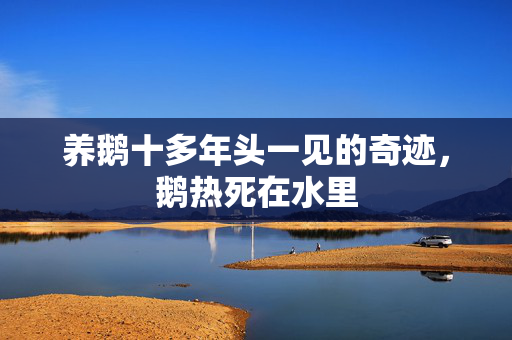 养鹅十多年头一见的奇迹，鹅热死在水里