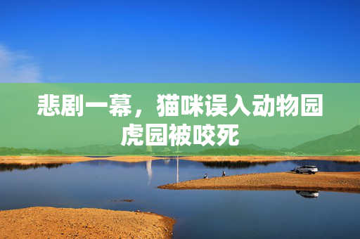 悲剧一幕，猫咪误入动物园虎园被咬死
