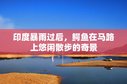 印度暴雨过后，鳄鱼在马路上悠闲散步的奇景