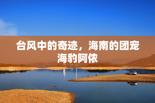 台风中的奇迹，海南的团宠海豹阿侬