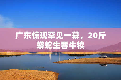 广东惊现罕见一幕，20斤蟒蛇生吞牛犊