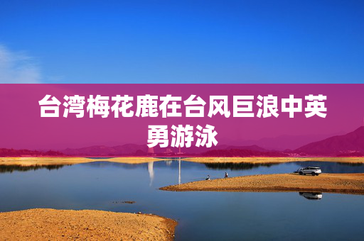 台湾梅花鹿在台风巨浪中英勇游泳