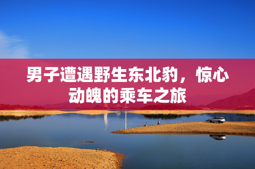 男子遭遇野生东北豹，惊心动魄的乘车之旅