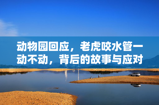 动物园回应，老虎咬水管一动不动，背后的故事与应对措施