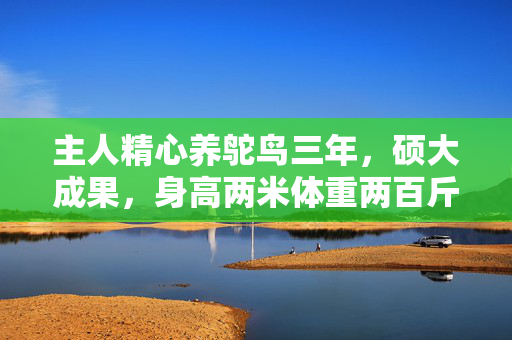 主人精心养鸵鸟三年，硕大成果，身高两米体重两百斤的巨鸟传奇