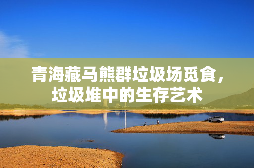 青海藏马熊群垃圾场觅食，垃圾堆中的生存艺术