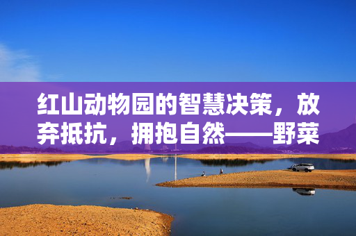 红山动物园的智慧决策，放弃抵抗，拥抱自然——野菜F4的崭新实践