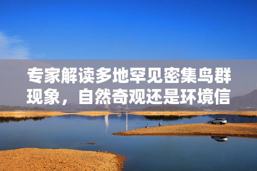 专家解读多地罕见密集鸟群现象，自然奇观还是环境信号？
